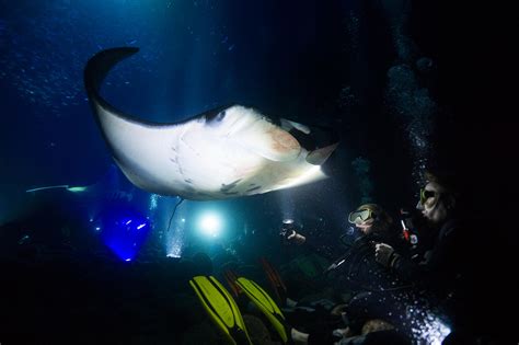 Magic of the hawaiian oceanic manta rays